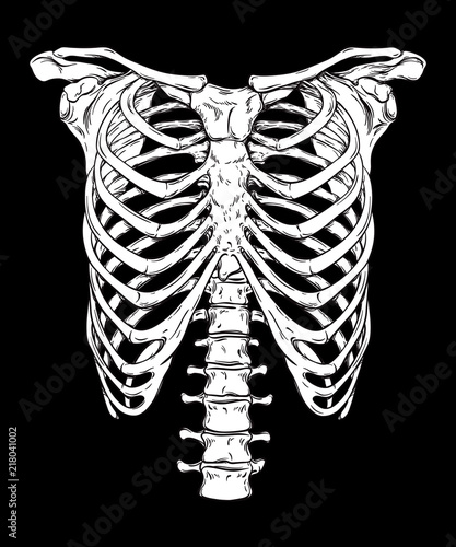 Human ribcage hand drawn line art anatomically correct. White over black background vector illustration. Print design for t-shirt or halloween costume.
