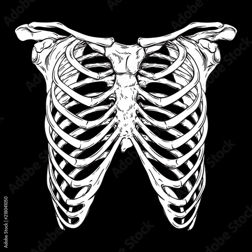 Human ribcage hand drawn line art anatomically correct. White over black background vector illustration. Print design for t-shirt or halloween costume.