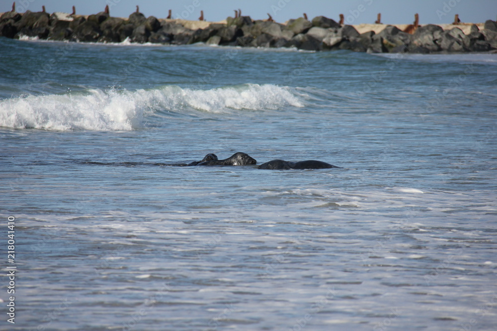 Obraz premium Seals playing in water on small island Düne. Helgoland, Germany.