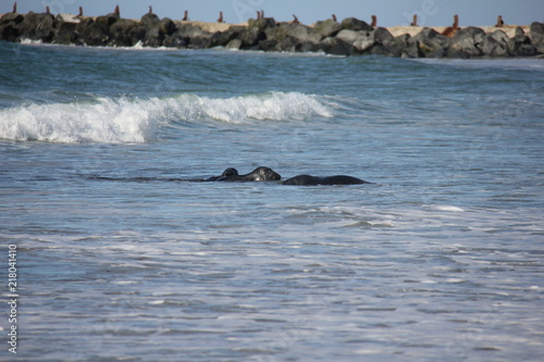 Wallpaper Mural Seals playing in water on small island Düne. Helgoland, Germany. Torontodigital.ca