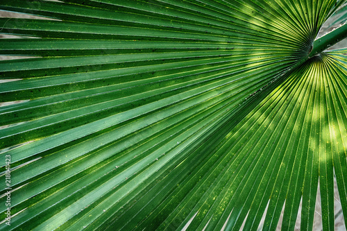 palm tree leaf texture