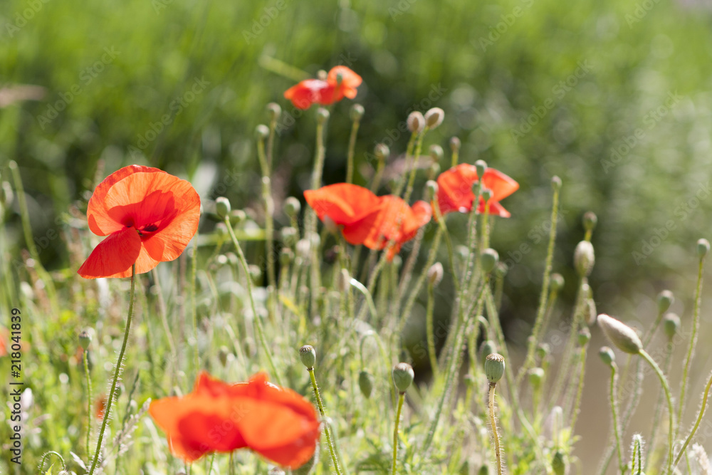 Wild blooming poppies in field, spring time
