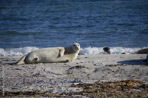 Seal on small island Düne. Helgoland, Germany.