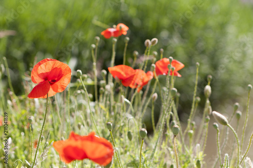 Wild blooming poppies in field, spring time