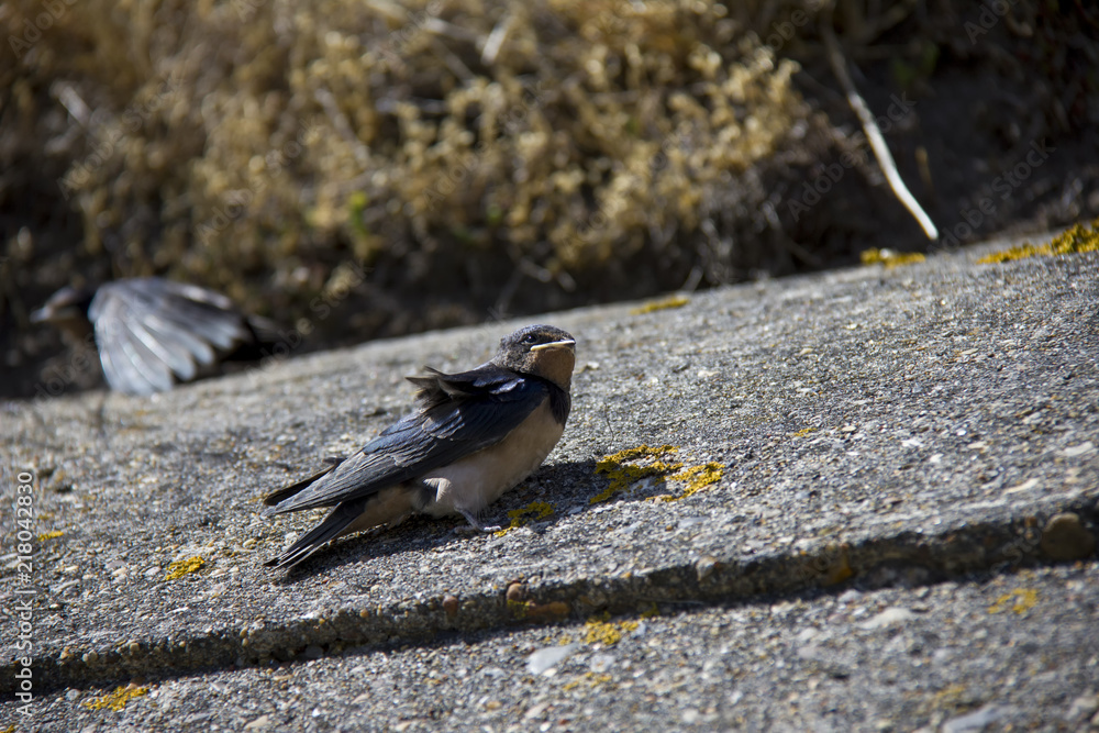 Obraz premium Swallow babies on the wall.