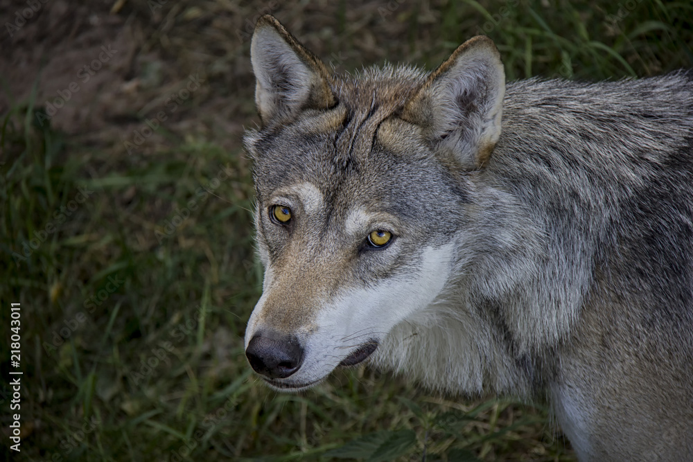 Portrait of eurasian wolf. Canis Lupus.