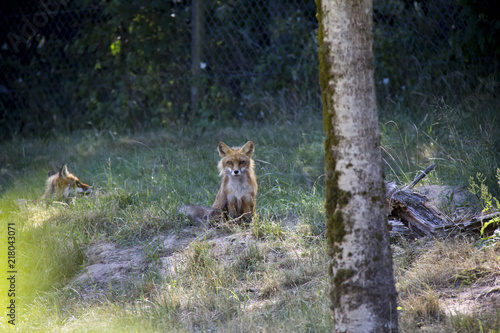 Fototapeta Naklejka Na Ścianę i Meble -  Red Fox sitting on a meadow. Vulpes Vulpes.