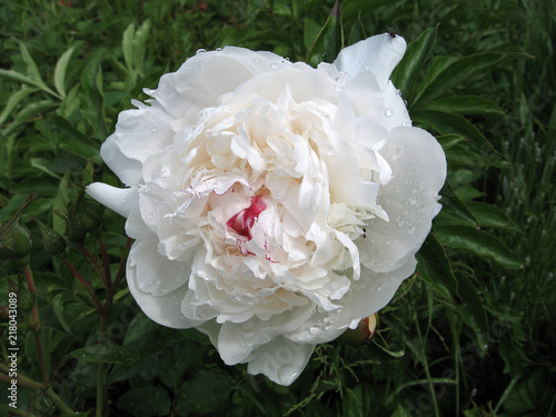 White peonies in the garden. Blooming white peony. Closeup of beautiful white Peonie flower.