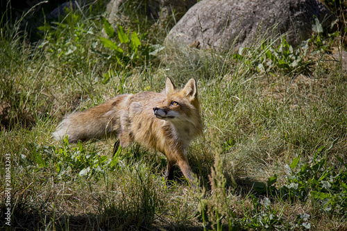 Wallpaper Mural Red Fox in the grass. Vulpes Vulpes. Torontodigital.ca