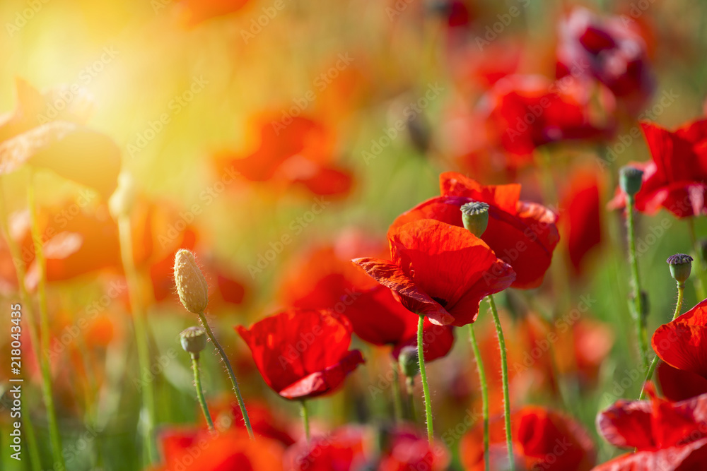 Naklejka premium Field of bright red corn poppy flowers in summer