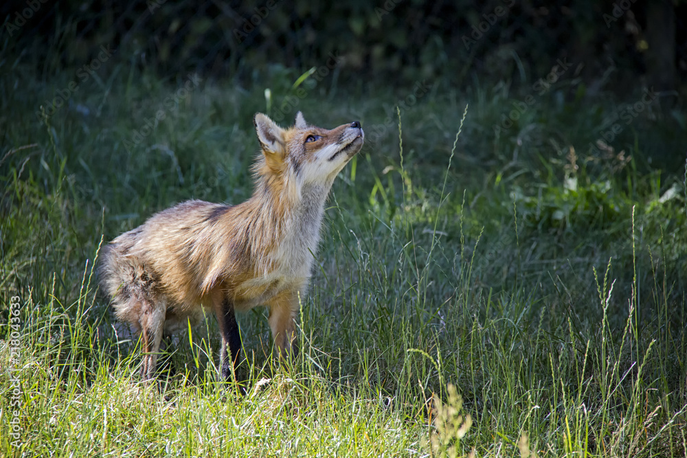 Curious Red Fox in the grass. Vulpes Vulpes. Curious Red Fox in the grass. Vulpes Vulpes.