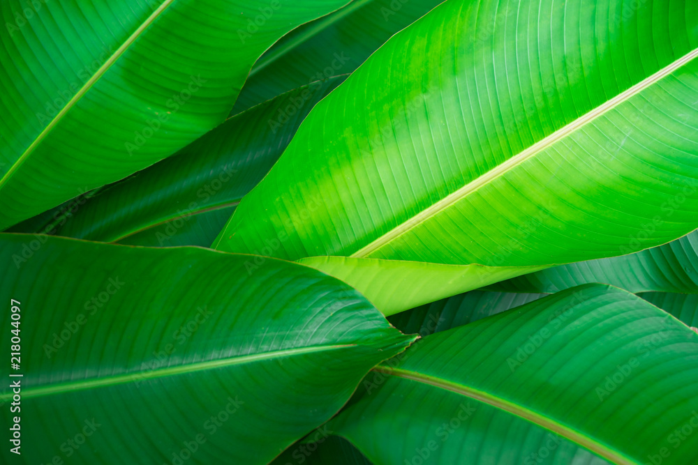 Closeup Green leaf nature for background . Closeup Green leaf nature for background .