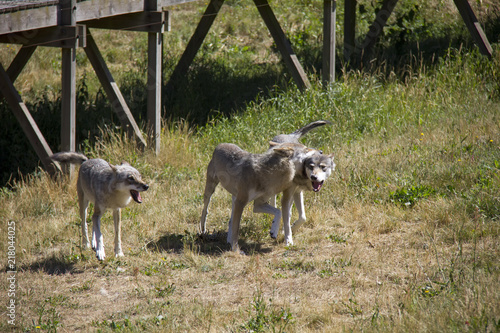 Life in the pack of wolves. Canis Lupus.