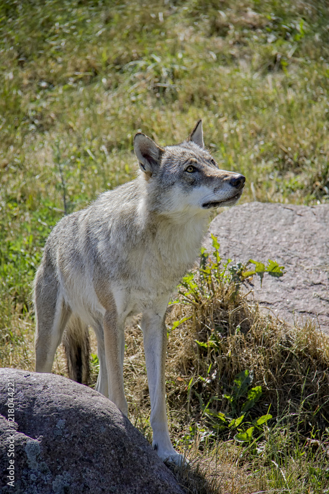 Eurasian wolf. Canis Lupus.