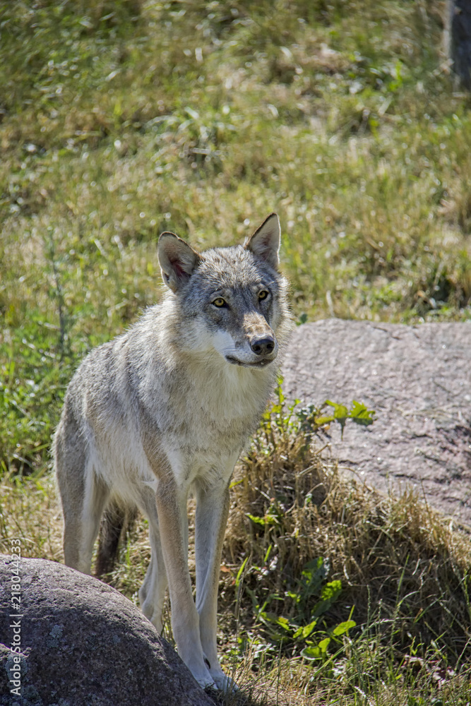 Eurasian wolf. Canis Lupus.