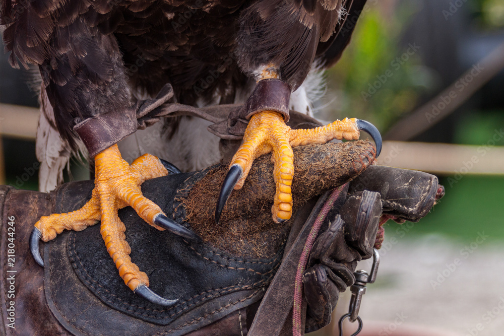 griffes d'aigle sur le gant du fauconnier Photos | Adobe Stock