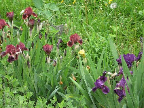 Colorful irises in the garden, perennial garden. Gardening. Bearded iris Group of purple irises in the Ukrainian Garden. photo