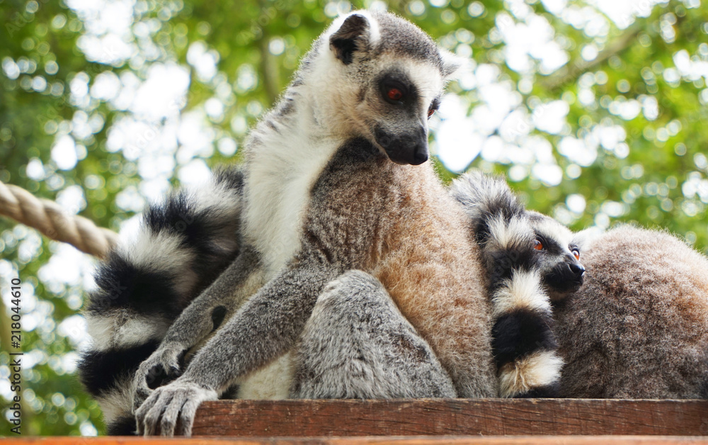 Fototapeta premium lemur monkey are resting