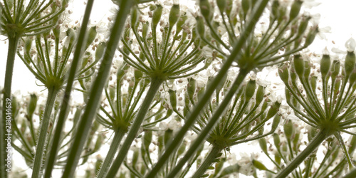 unusual cow-grass flower