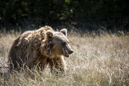 Brown bear on a meadow. photo