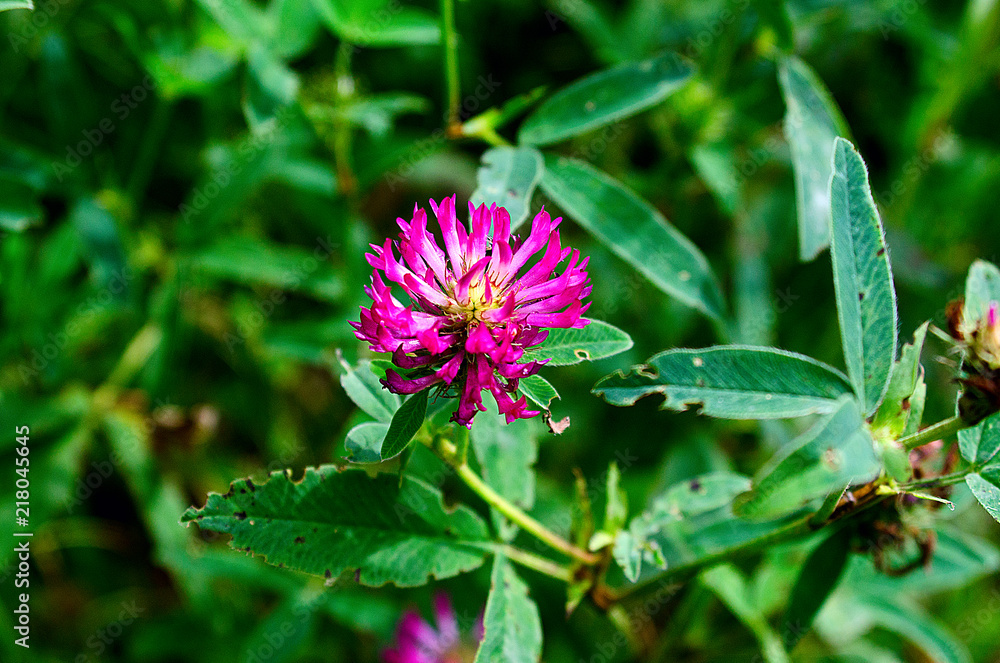 beautiful field flower beautiful field flower