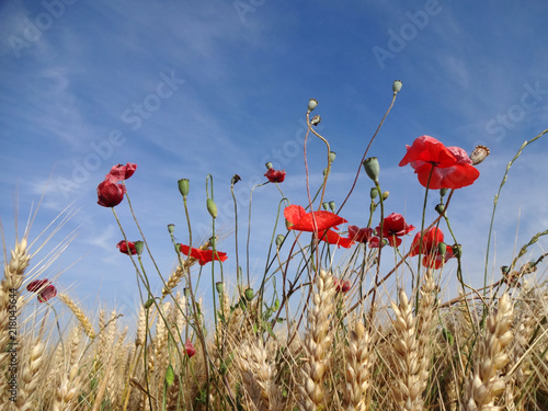 Mohn im Feld
