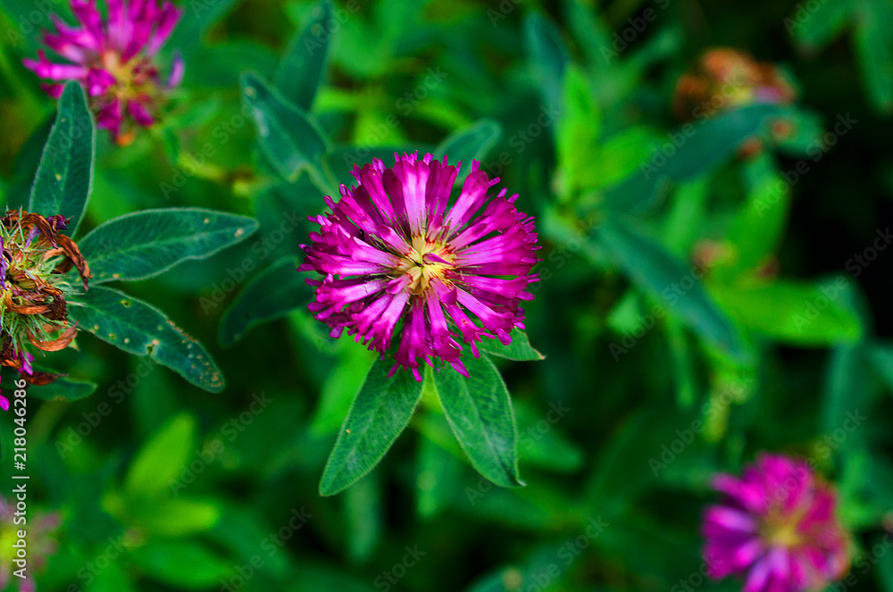 beautiful field flower