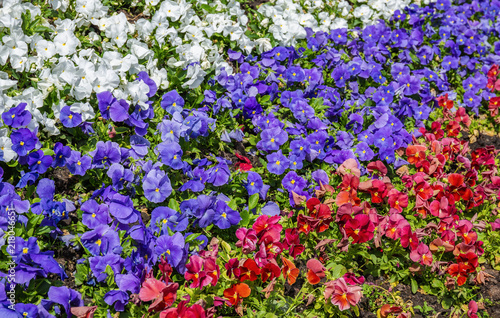 Flowerbed with flowers  rows of red  blue  white
