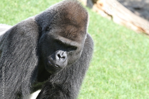 Gorila lomo plateado