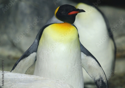 Pingüino Emperador