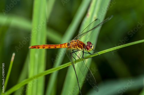 Wallpaper Mural Dragonfly Torontodigital.ca