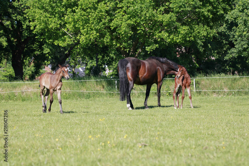 Mare with two foals