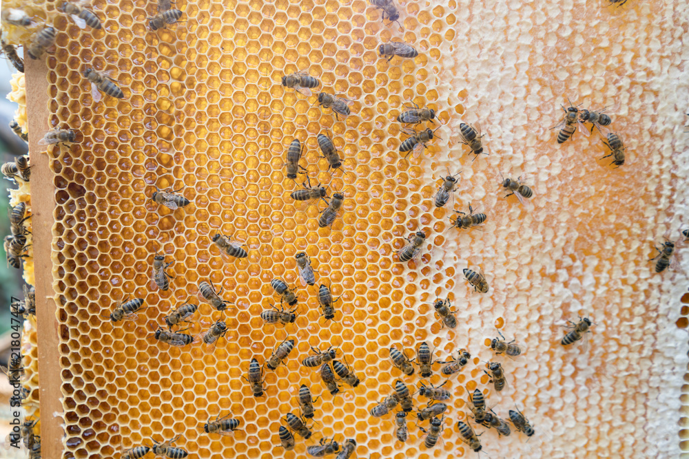 Honeycomb. frame with honey. Harvesting the honey in the apiary. healthy eating. Honeycomb. Honeycomb. frame with honey. Harvesting the honey in the apiary. healthy eating. Honeycomb.