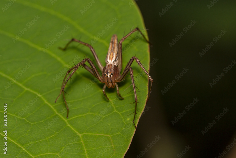 Naklejka premium Take a close-up macro shot of a spider jumping on a natural leaf