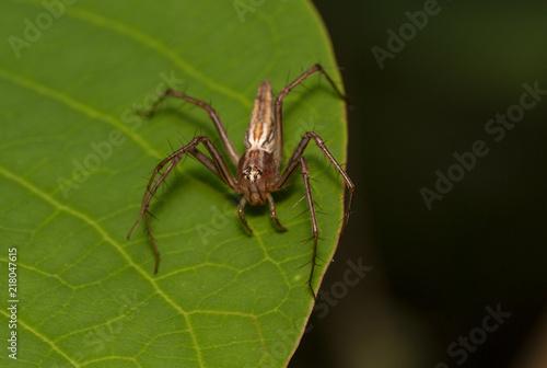 Take a close-up macro shot of a spider jumping on a natural leaf