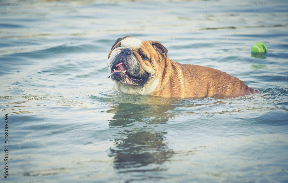 Adult english bulldog swimming in the lake,selective focus