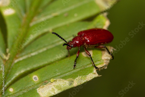 Macro shot of red beetle on nature background