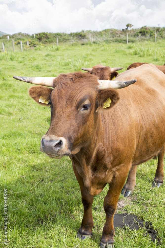 jersey cattle in green fields