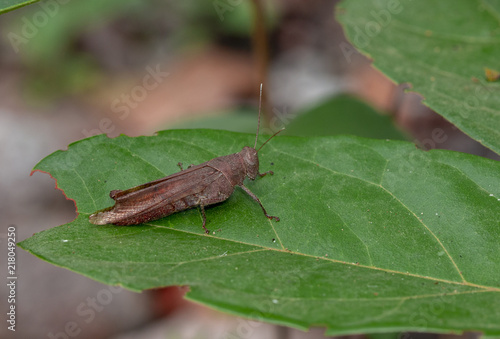 Macro image of the white shoulder grasshopper,apalacris varicornis gasshopper on green lace © K Stocker