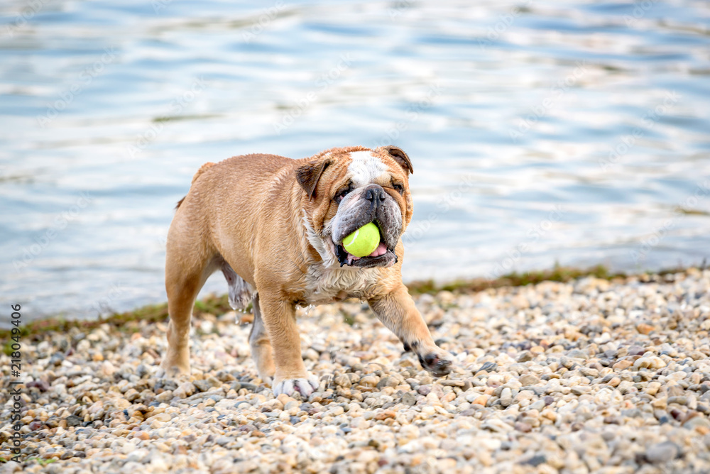 English bulldog running with the ball,selective focus