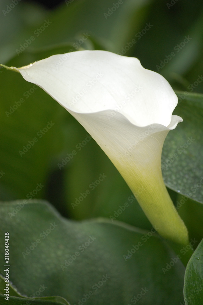 Obraz premium Lily, Alone