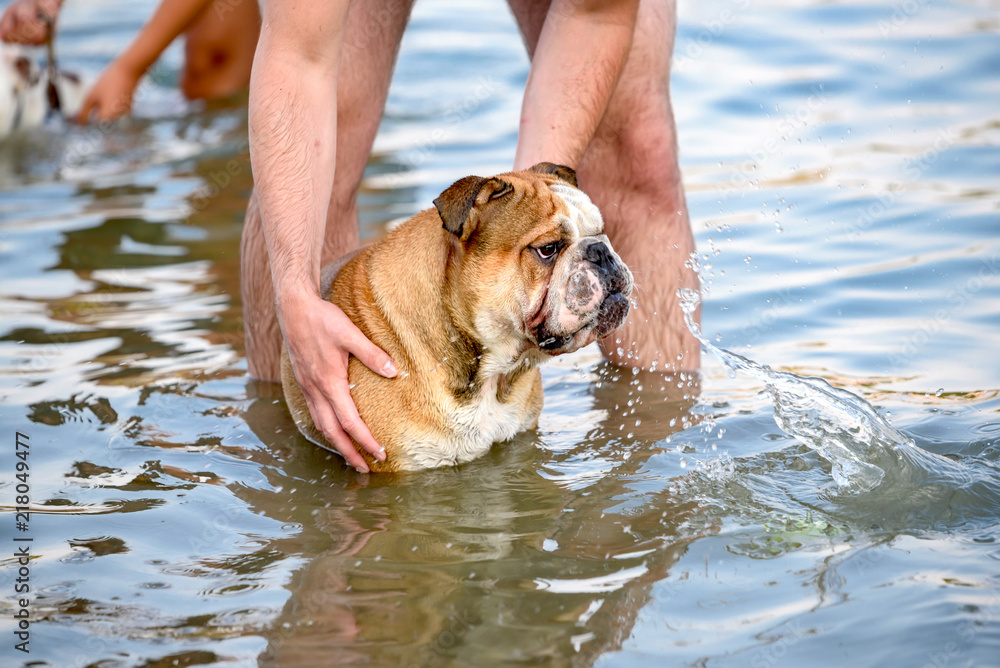 Young english bulldog in the water,selective focus