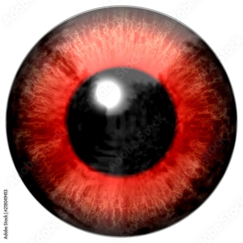 Red animal frog eyeball on white background, animal eye texture