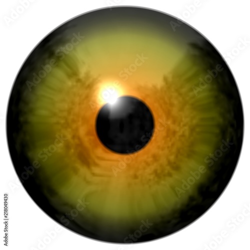 Eyeball texture with yellow color, black fringe and white background, eye texture, animal eyes