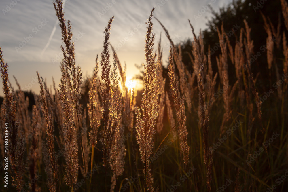Stalk of wheat grass close-up photo silhouette at sunset and sunrise, nature sun sets yellow and black background Stalk of wheat grass close-up photo silhouette at sunset and sunrise, nature sun sets yellow and black background