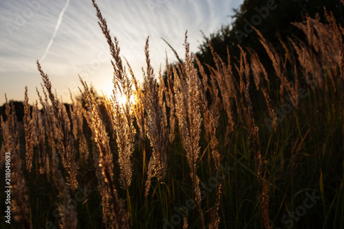 Stalk of wheat grass close-up photo silhouette at sunset and sunrise  nature sun sets yellow and black background