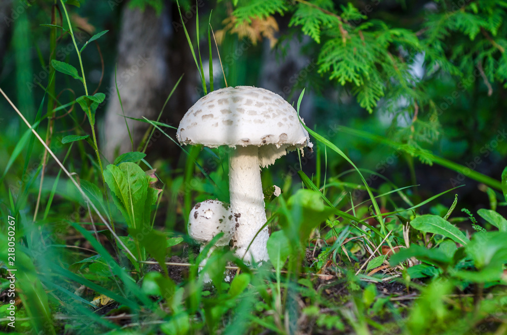 White mushrooms in a forest under a tree White mushrooms in a forest under a tree