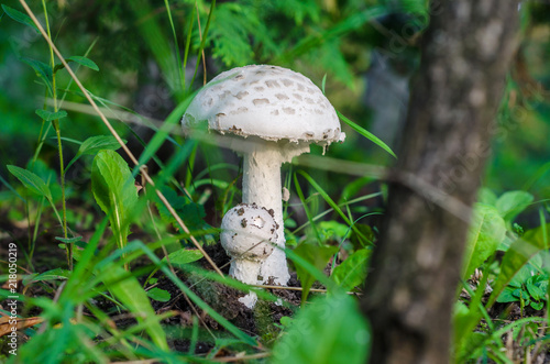 White mushrooms in a forest under a tree