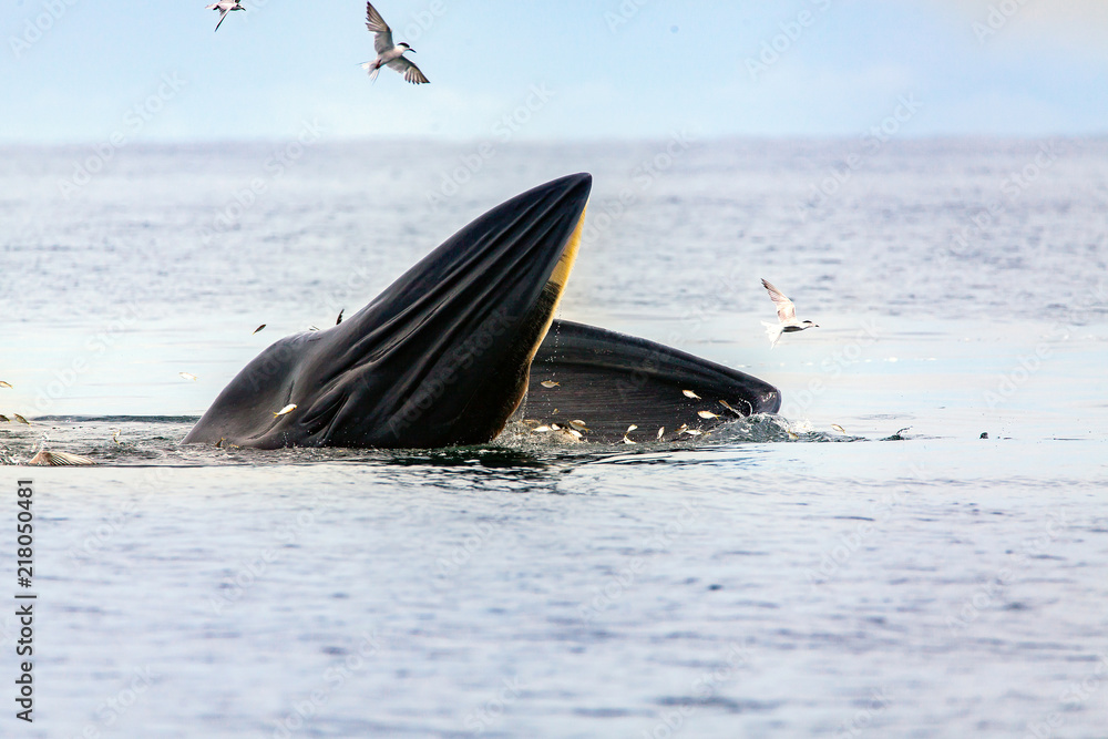 Naklejka premium Bryde's whale, Eden's whale, Eating fish at gulf of Thailand.