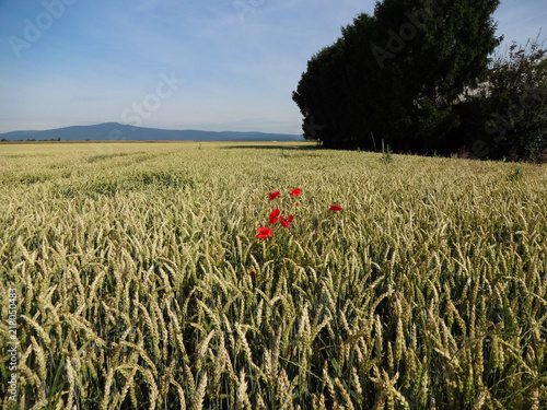Mohnblumen im Feld